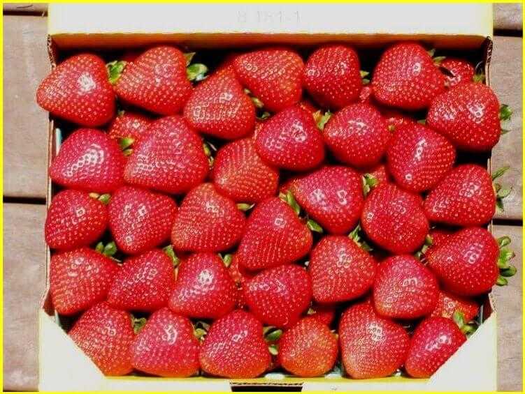 ягода клубники Кабрилло