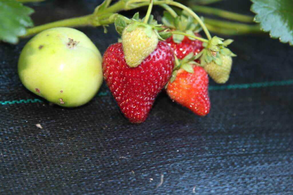 ягода клубники Альбион