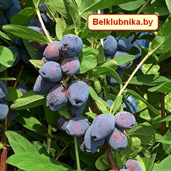 Саженцы жимолости Blue Treasure (Голубое сокровище) - Belklubnika