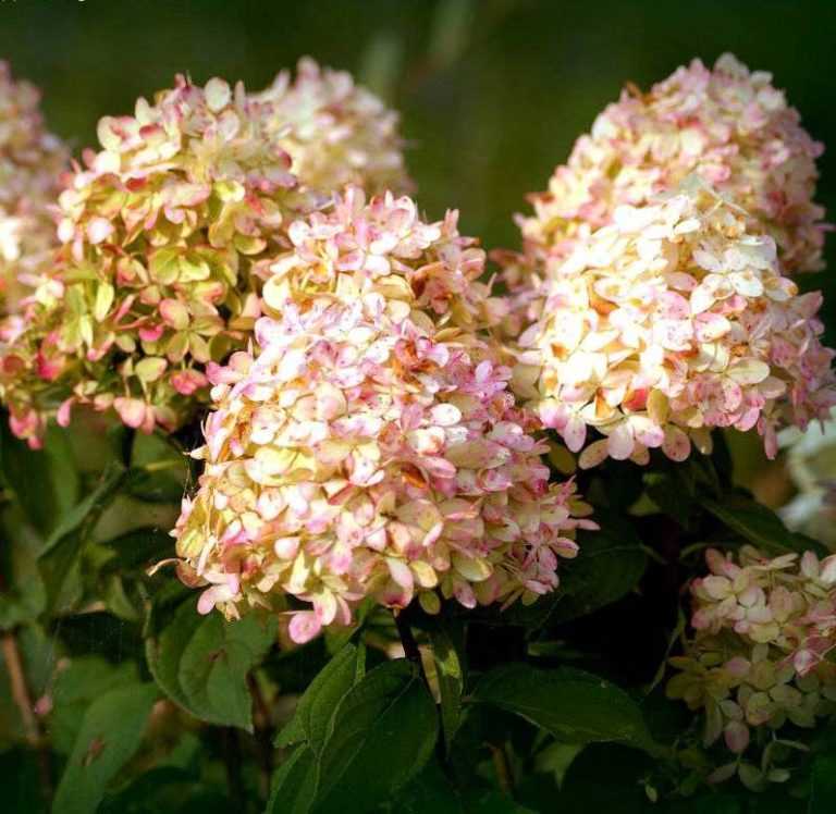 8982e9985ea77523f773c896d57c7423